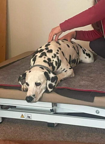 Miriam Sartori . Praxis für Tier-Physiotherapie
